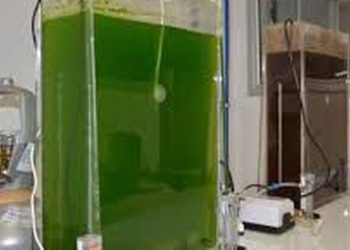 Petrobras ampliará capacidade de produção de diesel renovável