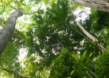 Edital destina R$ 25 milhões à recuperação da Mata Atlântica no Rio