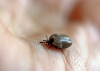 SP confirma dois novos casos de febre maculosa no estado