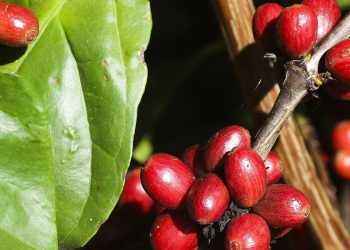 UFRJ ajuda associações a tornar produtos rurais mais atrativos