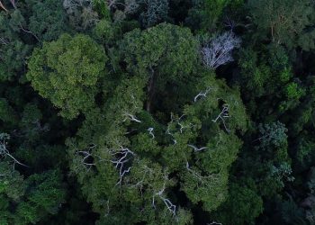 Brasil tem importante papel na redução das mudanças climáticas