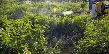 Maioria do STF vota por derrubar trechos de decreto sobre agrotóxicos