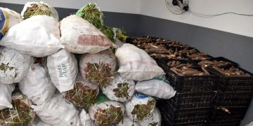 Governo da Paraíba contempla Itabaiana e mais três municípios com Programa de Aquisição de Alimentos