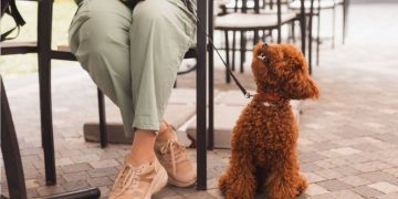 João Pessoa é reconhecida como cidade turística “pet friendly”