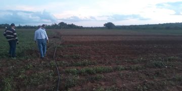 Prefeitura de Campina Grande inicia nesta segunda-feira entrega de boletos aos agricultores contemplados com o Garantia Safra