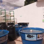 PEIXE VERDE: Projeto que envolve o cultivo de peixes e produção de hortaliças foi lançado em uma das unidades da Semas
