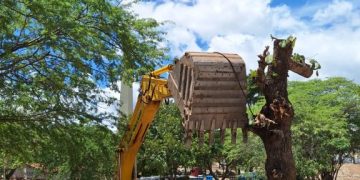 OBRA DE AMPLIAÇÃO DO PARQUE DO POVO – Sesuma realiza transplante de árvores para os Parques Evaldo Cruz e Dinamérica