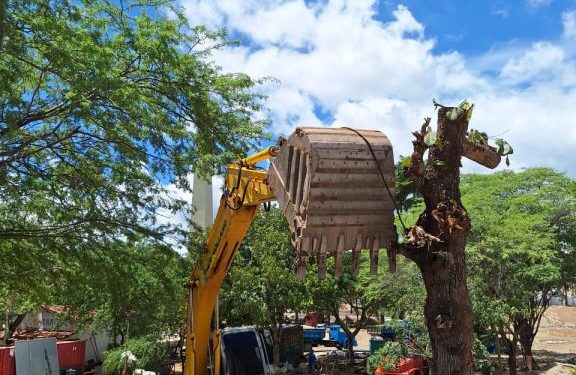 OBRA DE AMPLIAÇÃO DO PARQUE DO POVO – Sesuma realiza transplante de árvores para os Parques Evaldo Cruz e Dinamérica
