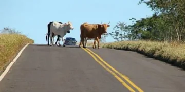 A história se repete: motociclista perde a vida ao colidir com animal solto na pista
