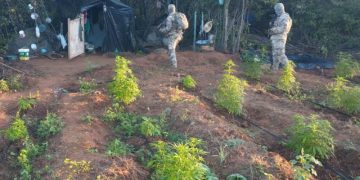 Operação Nárke II: Polícia Militar da Paraíba localiza plantio com 180 mil pés de maconha
