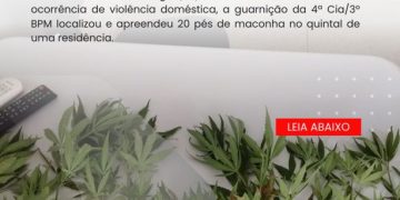POLÍCIA MILITAR APREENDE PLANTAÇÃO DE MACONHA DURANTE OCORRÊNCIA DE VIOLÊNCIA DOMÉSTICA NA CIDADE DE TEIXEIRA.
