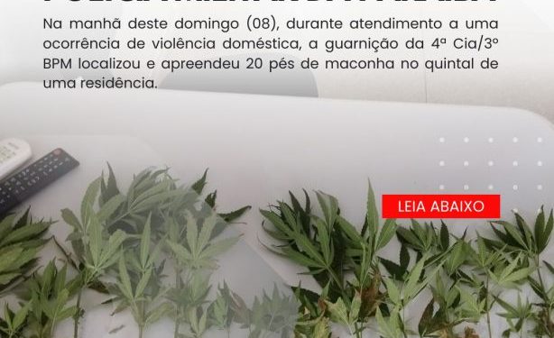 POLÍCIA MILITAR APREENDE PLANTAÇÃO DE MACONHA DURANTE OCORRÊNCIA DE VIOLÊNCIA DOMÉSTICA NA CIDADE DE TEIXEIRA. POLÍCIA MILITAR APREENDE PLANTAÇÃO DE MACONHA DURANTE OCORRÊNCIA DE VIOLÊNCIA DOMÉSTICA NA CIDADE DE TEIXEIRA.
