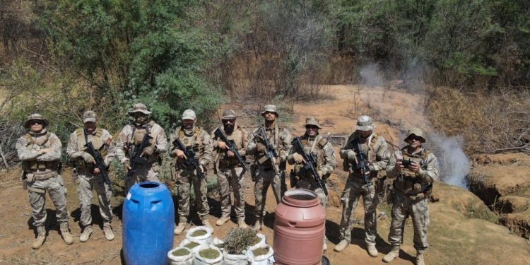 DRACO/GOE: Polícia Civil apreende mais de 200 quilos de maconha no Cariri da Paraíba DRACO/GOE: Polícia Civil apreende mais de 200 quilos de maconha no Cariri da Paraíba