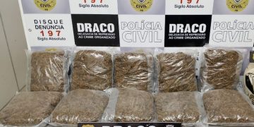 PCPB NO CARNAVAL: Em 72 horas, já são quase 100 quilos de drogas apreendidas, entre cocaína e maconha