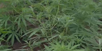 AÇÃO CONJUNTA: Polícia Civil localiza plantação de maconha e prende sete pessoas em Taperoá