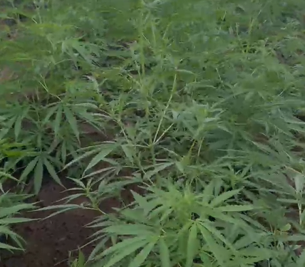 AÇÃO CONJUNTA: Polícia Civil localiza plantação de maconha e prende sete pessoas em Taperoá AÇÃO CONJUNTA: Polícia Civil localiza plantação de maconha e prende sete pessoas em Taperoá